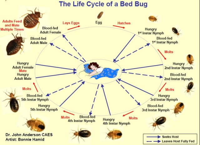 Action Pest Bedbugs | Action Pest Control Services Inc.