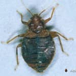 Bed Bug Exterminator Pest control Ontario
