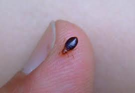 engorged bed bug; actual size