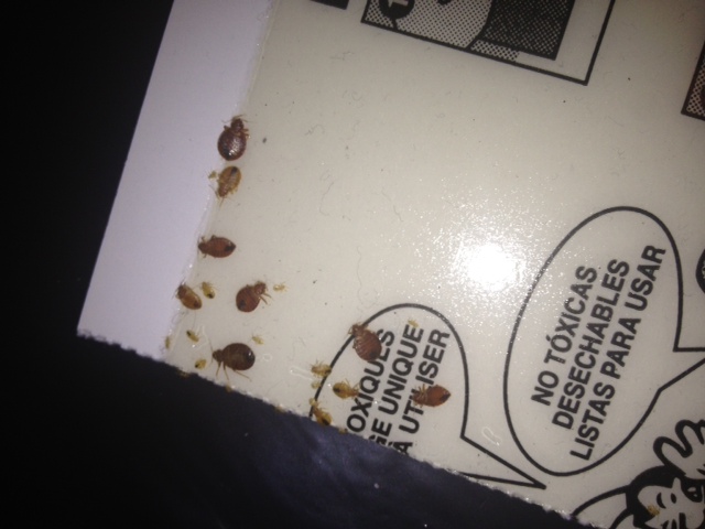 bedbugs on monitor