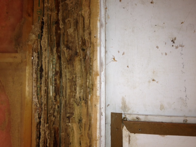 carpenter ant damage