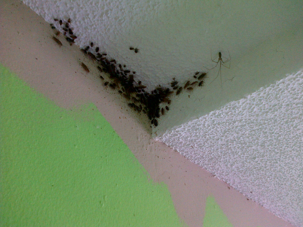 Cockroaches In Ceiling 