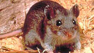 deer mouse picture