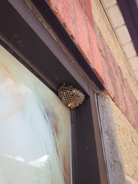 wasp nest in window