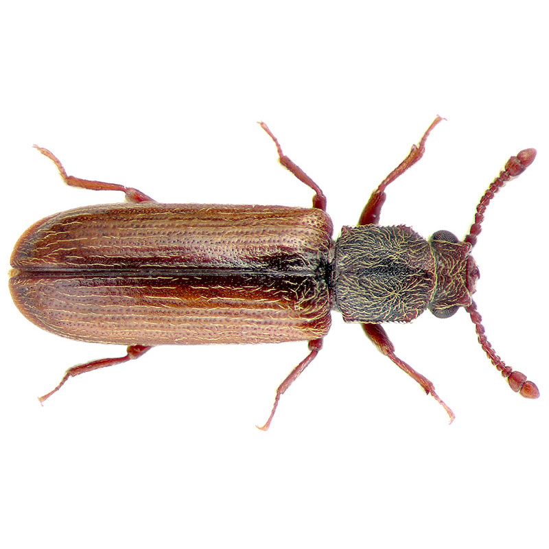 Powderpost-Beetle