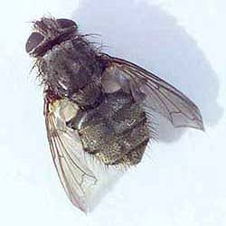 cluster-flies