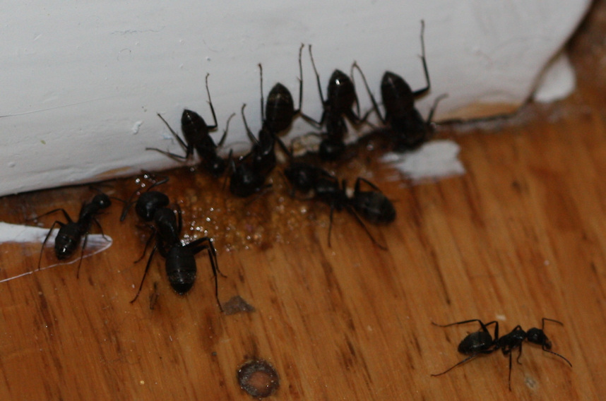 carpenter-ant-big-black-ants-in-house-dreams-of-women