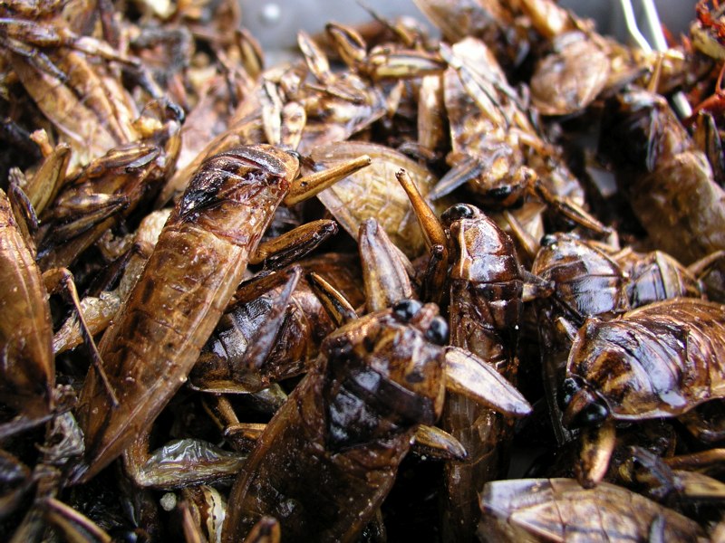 cockroaches