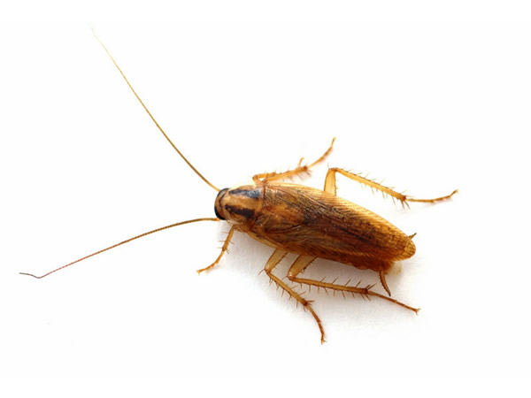 german-cockroach2