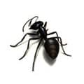 ants - Action Pest Control
