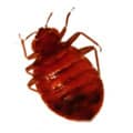 bedbugs - Action Pest
