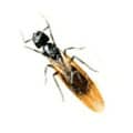 carpenter-ants Action Pest Control