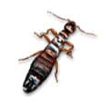 earwigs - Action Pest Control