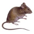 mice - Action Pest Control