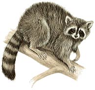 raccoon-2 Action Pest