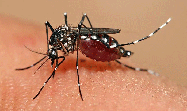 Aedes_mosquito