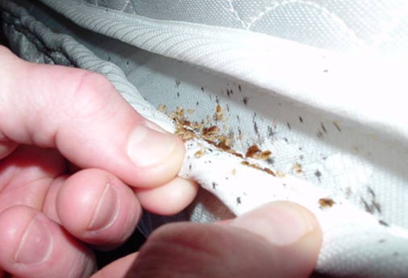 Bed bugs inside of a bed mattress | Action Pest