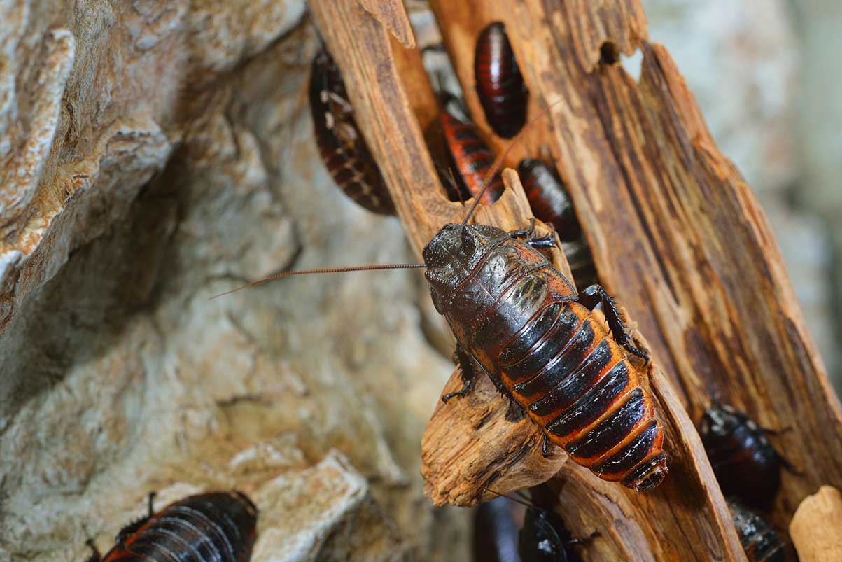Cockroach exterminator Hamilton