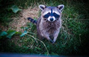 Raccoon Removal Burlington