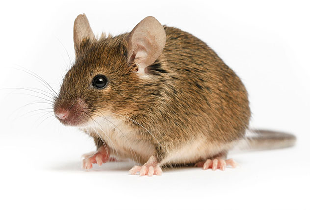 ActionPest_Rodent