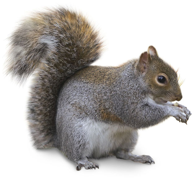 ActionPest_Squirrel