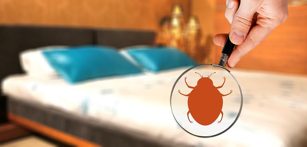 Increased Amount Of Cruise Ships Infested With Bed Bugs Action Pest Control Services