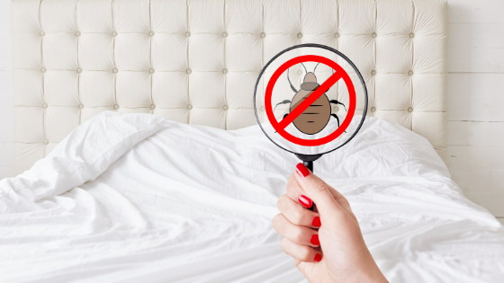 The Hamilton Ontario Bed Bug Epidemic Has It Affected You Action Pest Control Services