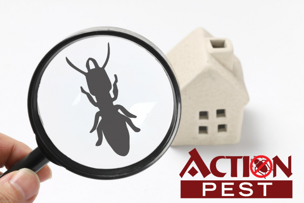 Pest Control Weber County