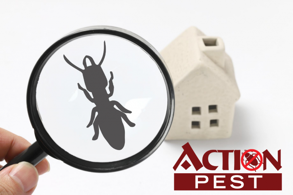 Pest Control Service Coquitlam