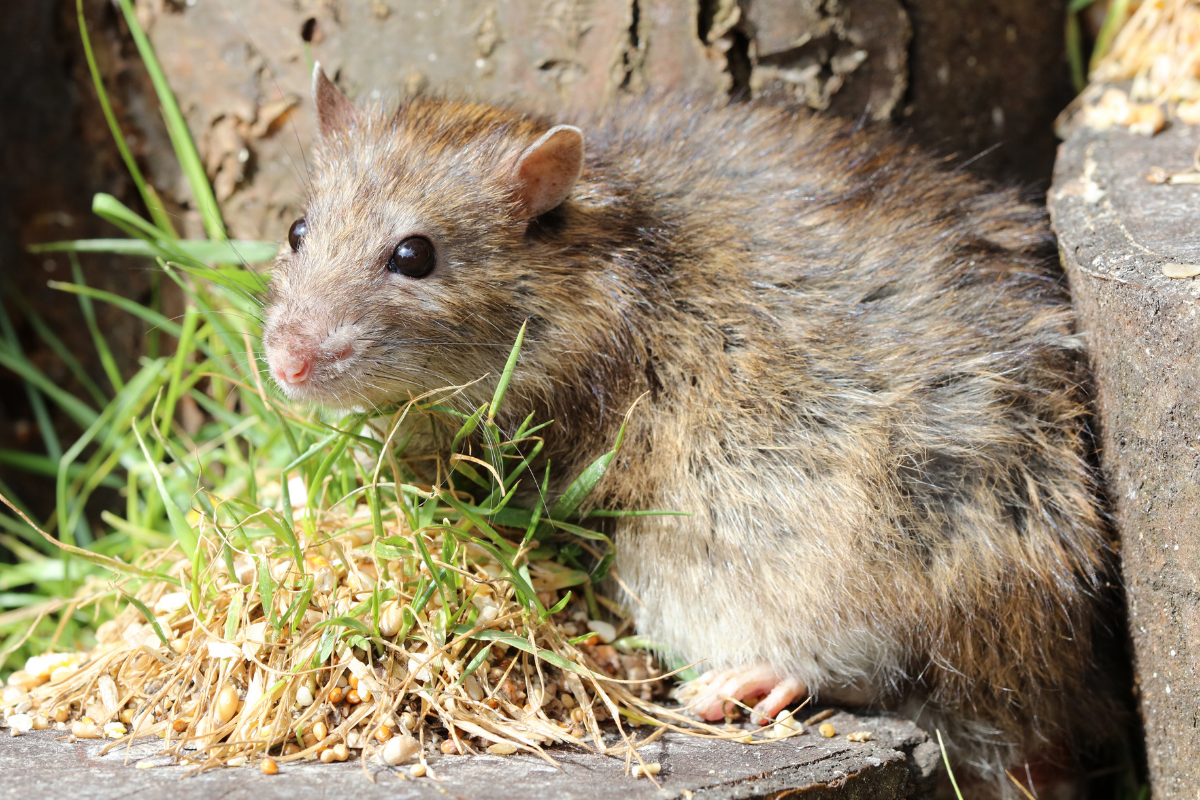 brown-rat Action Pest Control