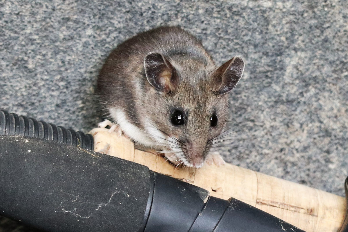 Deer Mice - Action Pest Control Services