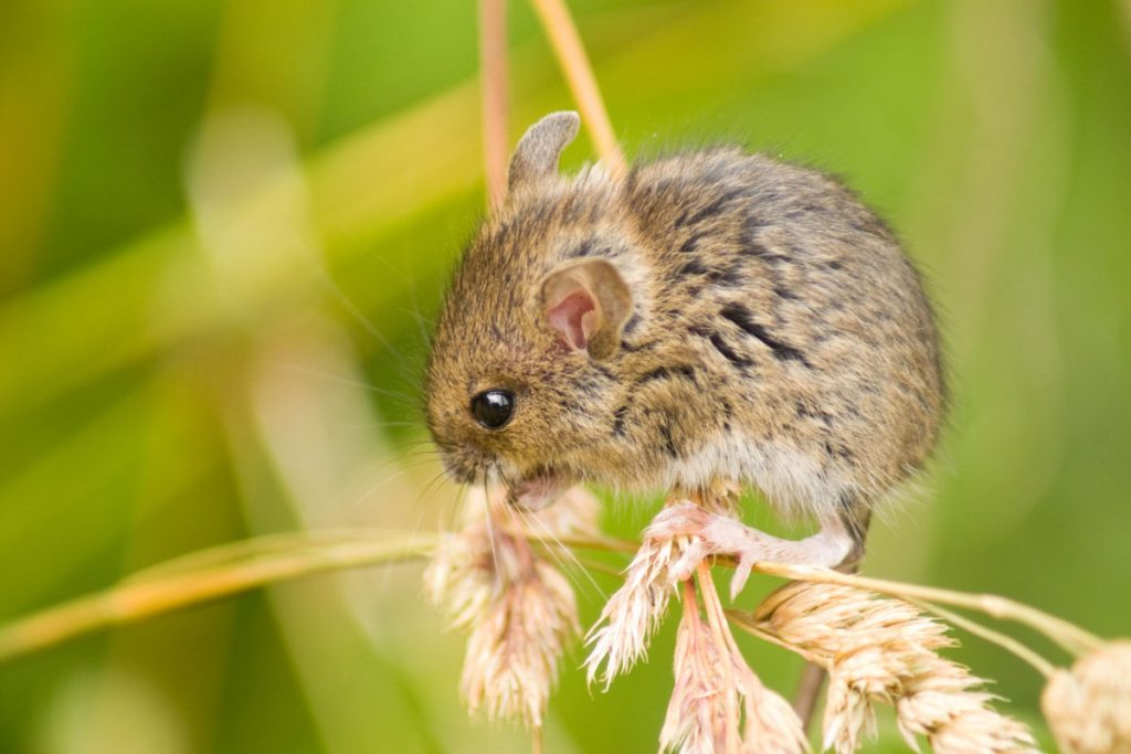 Field Mice Facts