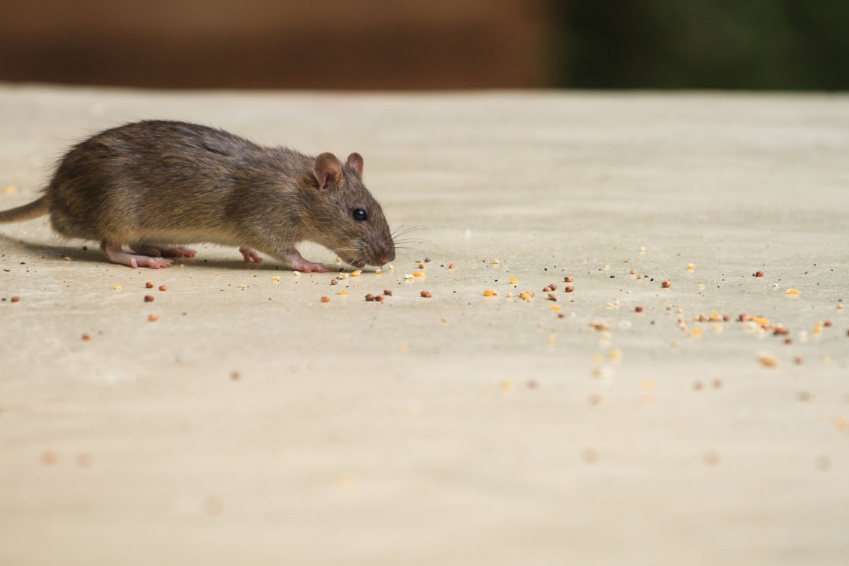 Mouse eating crumbs of food