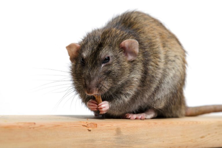 Wood Rat Action Pest Control Services