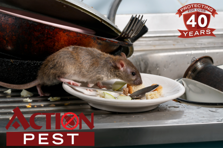 Rodent Removal - Action Pest Control Services