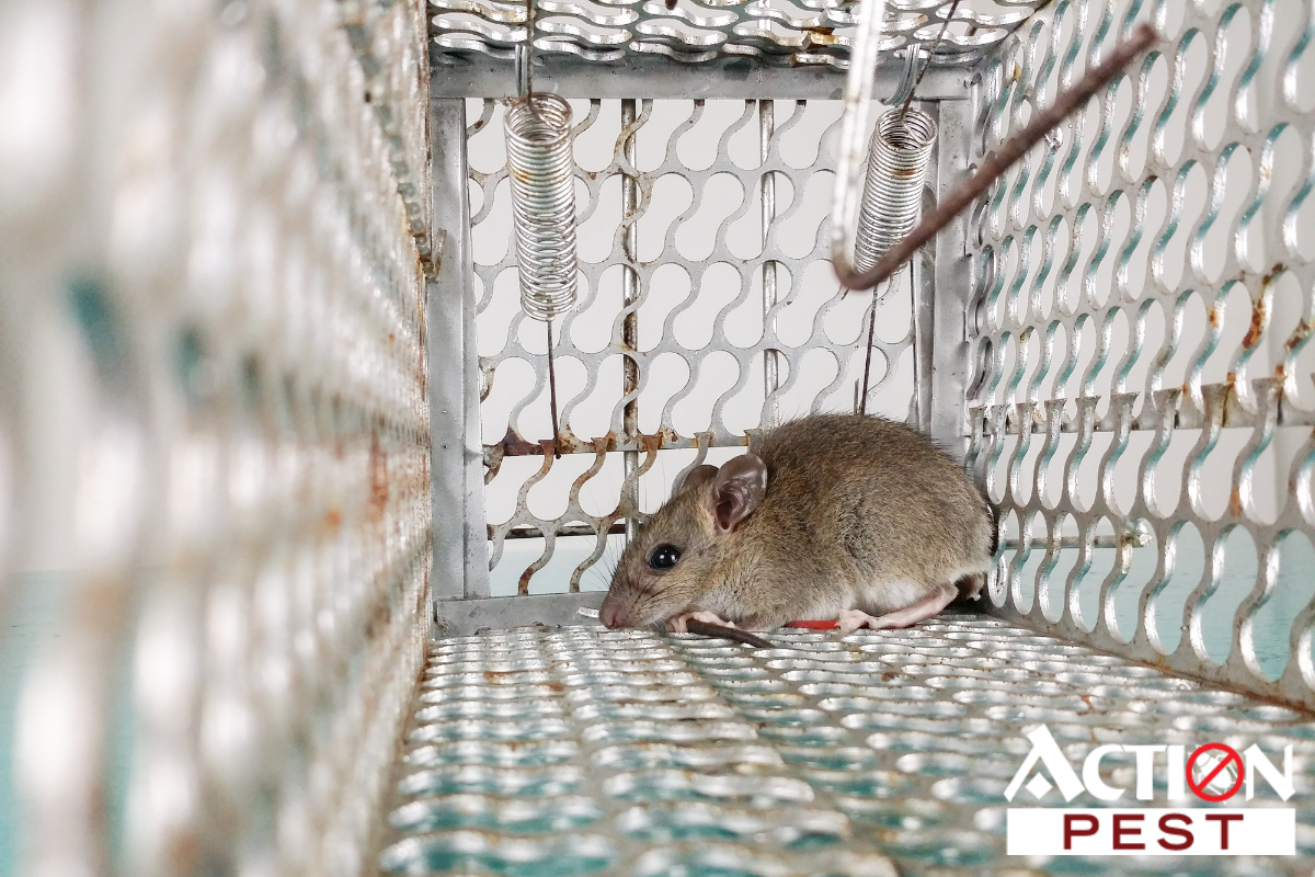 When To Call An Exterminator For Mice