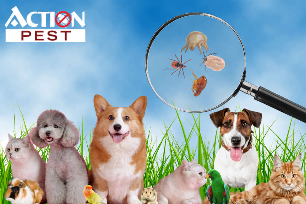 This image shows different household pets such as dogs, birds, cats hamster, and guinea pig. This image also shows different pests you'll need to protect your pets from like ticks, and fleas.