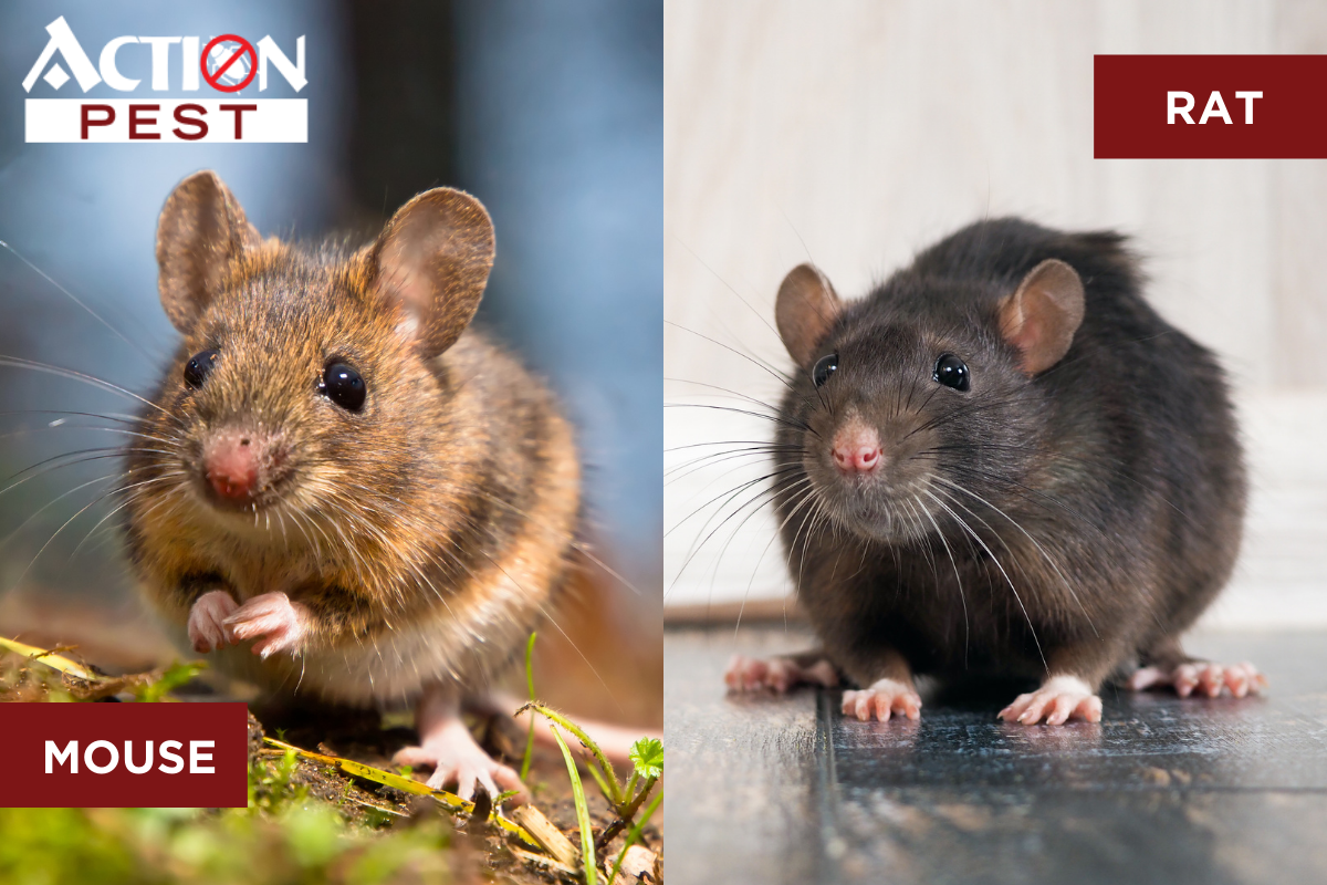 What Are House Mice? House Mice Identification & Control