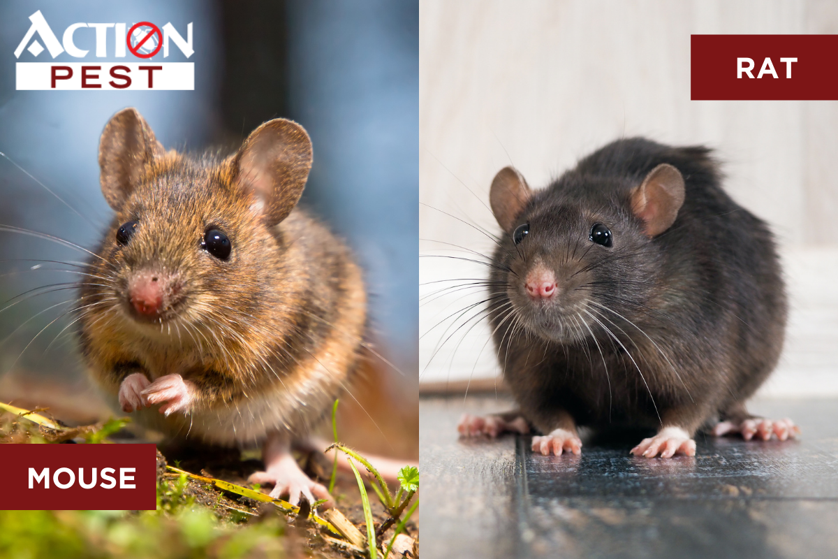 Rat Vs. Mouse: Is There A Difference Between Mice & Rats