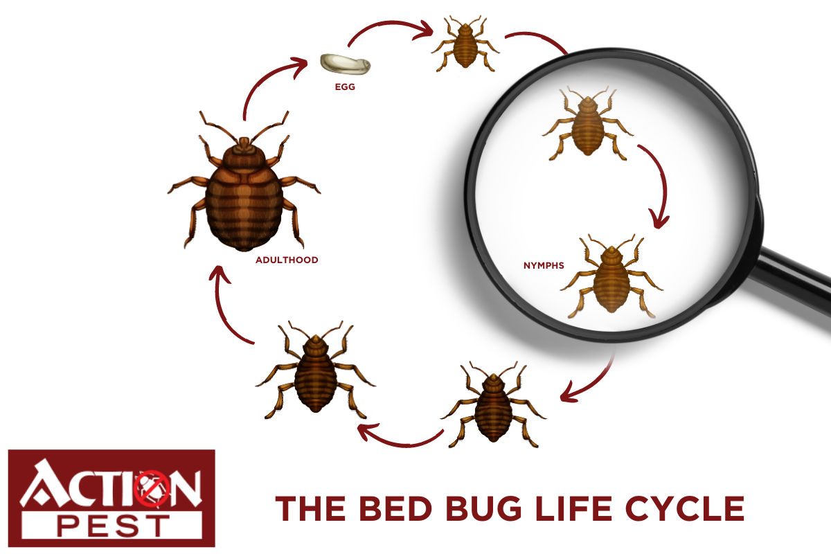 Bug cicle. Bug Lifecycle.