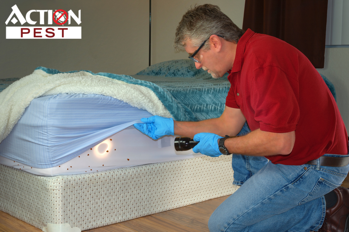 This image features a man finding bed bugs on the bed to determine the best bed bug treatment