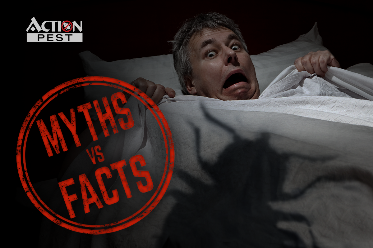 Action Pest Control ServicesBed Bug Myths To Debunk | Action Pest Control