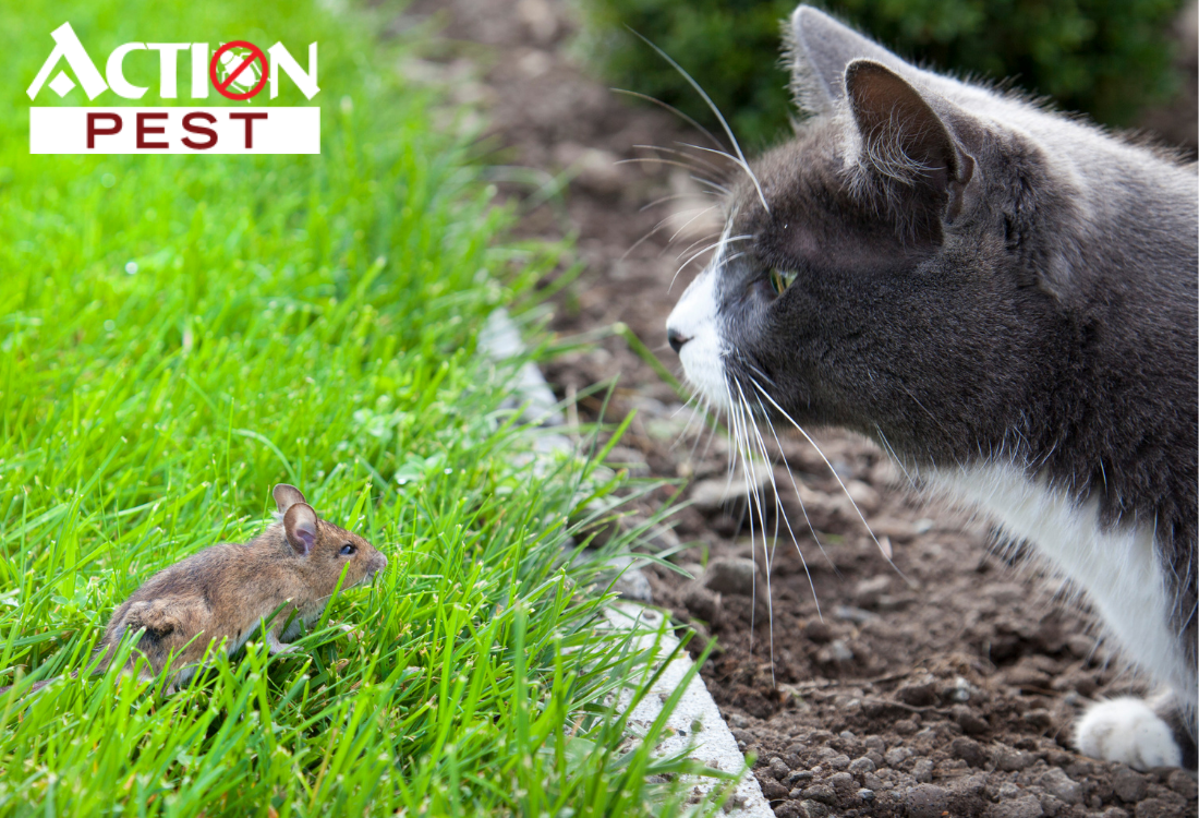 Trapping Feral Cats - Pest Control Technology