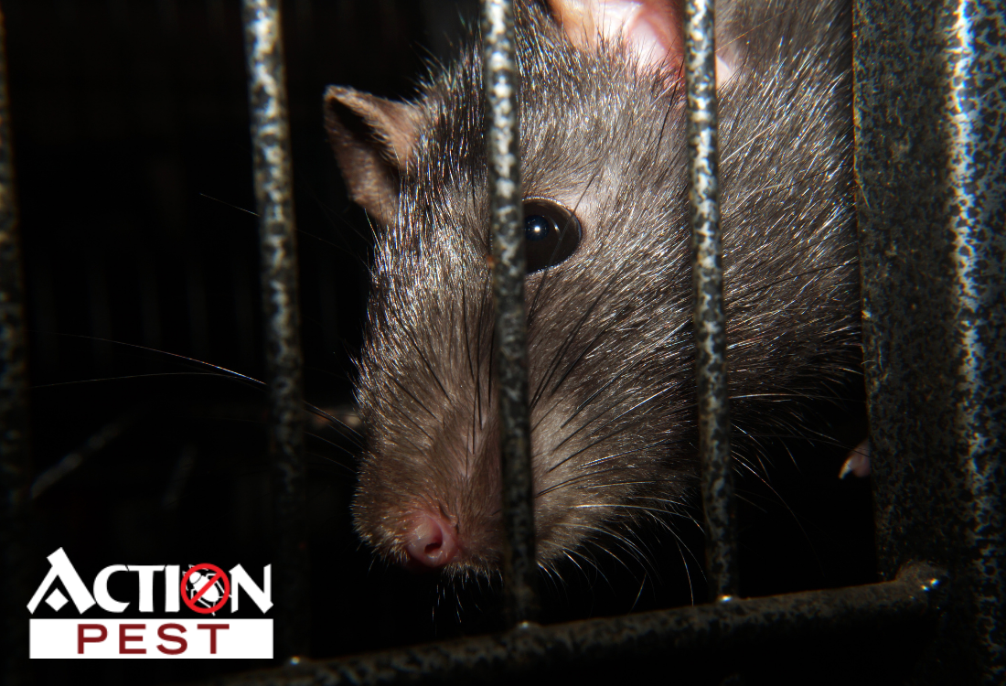 Action Pest Control Servicesthe Dangers Of A Rat Infestation Action Pest Control Services 4123