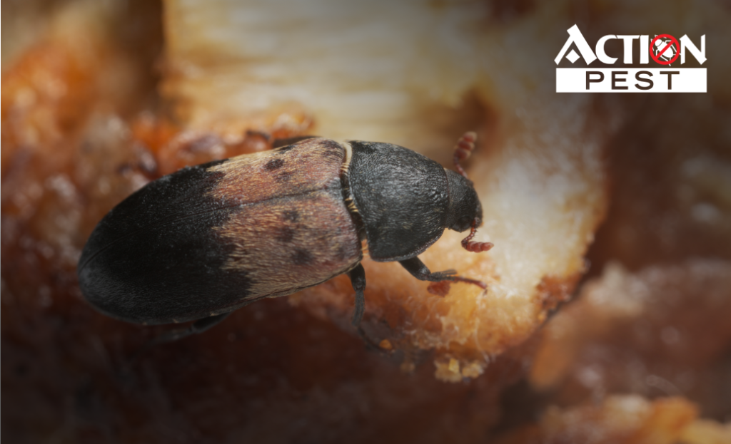 A Larder beetle, also known as Dermestes ladarius on meat. It has a black and brown shell with black dots.