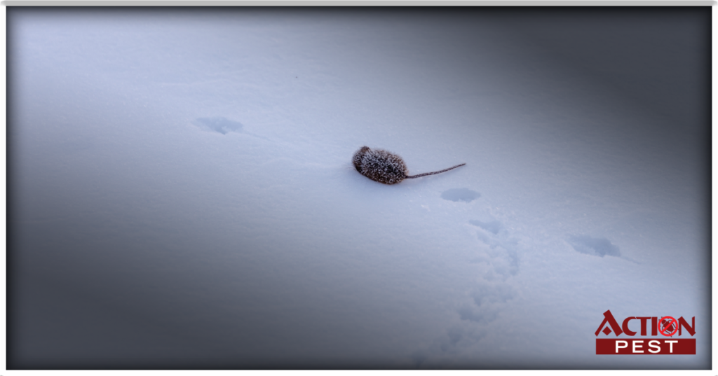 Action Pest Control ServicesHow to identify Rat Tracks in The Snow