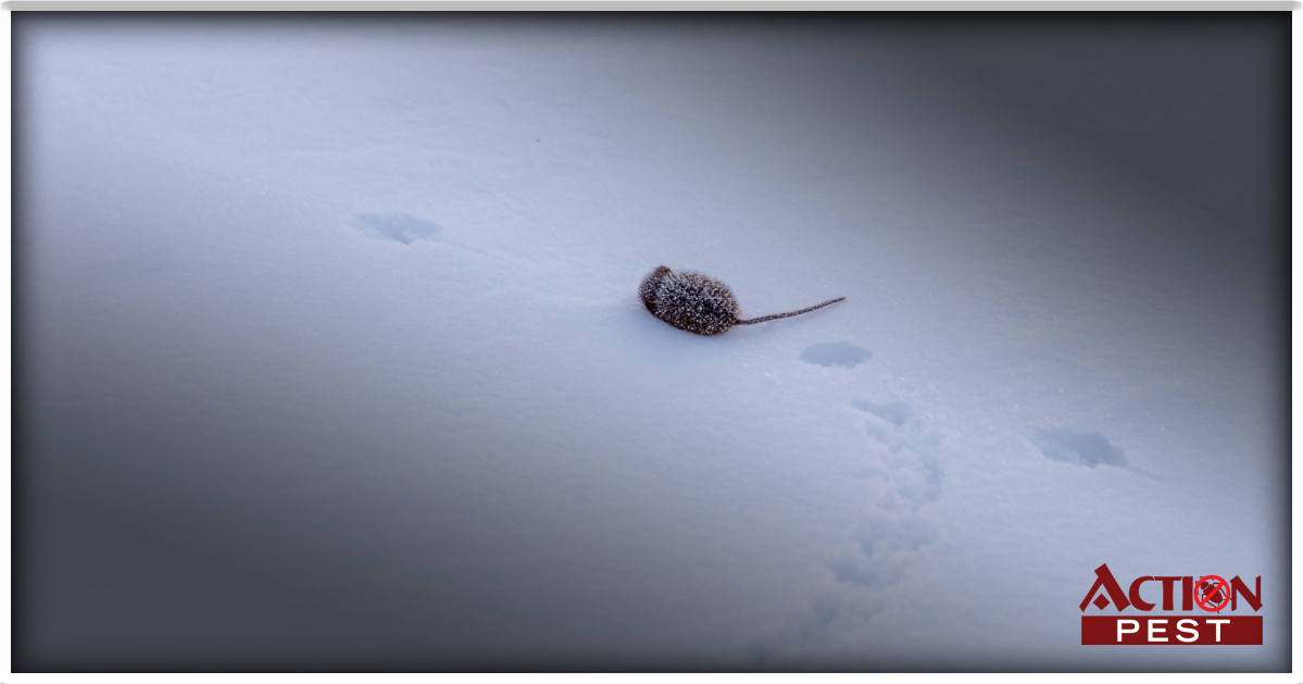 How to identify Rat Tracks in The Snow | Action Pest