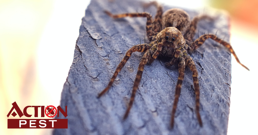 Dock Spider on a bark. It's brown-greyish in colour with legs that are stripped.