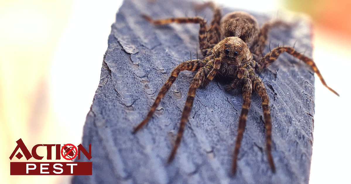 Action Pest Control ServicesWhat Are Dock Spiders? Identification