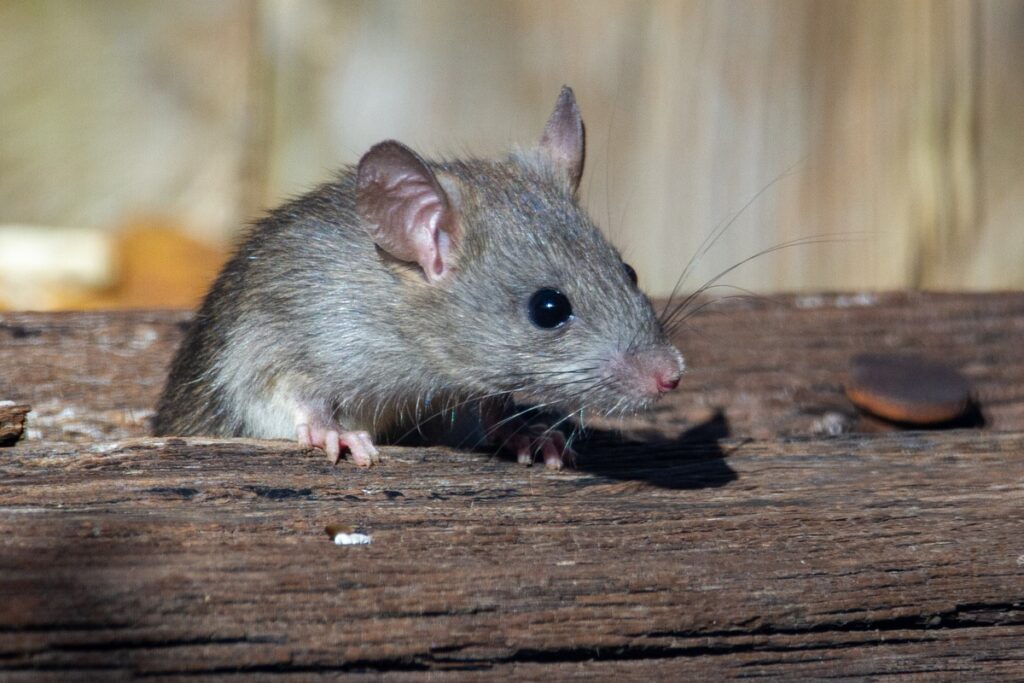 A field mouse with a grey coating sitting between two logs.